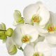 Dekorszalvéta - White Orchid
